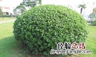 城市绿化树木种类 城市绿化树木种类图片