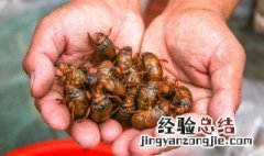 不能吃的野味有哪些 分别有什么