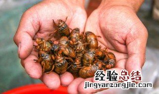 不能吃的野味有哪些 分别有什么