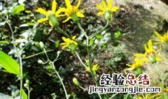 千里光泡水喝的功效与作用 千里光泡水喝的功效