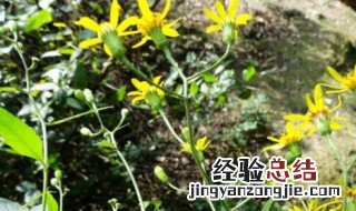 千里光泡水喝的功效与作用 千里光泡水喝的功效