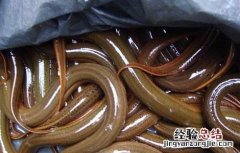 黄鳝血的功效与作用怎样食用? 黄鳝血的功效与作用