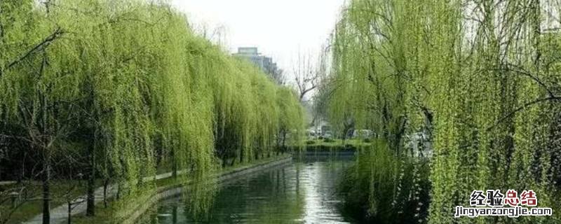 柳树有什么特点 杨柳枝词柳树有什么特点
