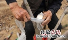 嫁接属于什么繁殖方式 嫁接属于繁殖方式吗