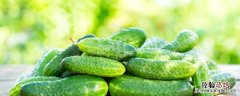 黄瓜种子发芽温度 黄瓜种子发芽温度多少