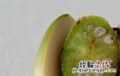 槟榔挑选小技巧 槟榔挑选小技巧图片