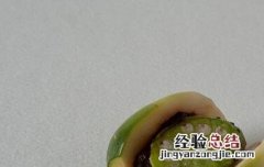 槟榔的功效与作用 槟榔的功效与作用及禁忌