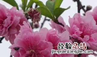 小桃红咏桃全词翻译 小桃红咏桃原文翻译