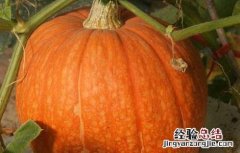 南瓜治糖尿病吗? 南瓜能治糖尿病吗