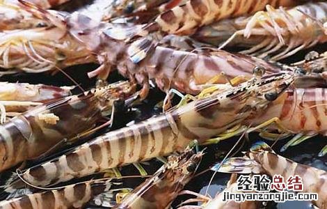 虾的营养价值 虾的营养价值及功效和禁忌