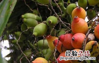 槟榔子的功效与作用及禁忌 槟榔子的功效与作用