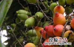 槟榔子的功效与作用及禁忌 槟榔子的功效与作用
