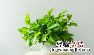 属鸡的人适合养什么植物 属鸡的人适合养什么植物旺财