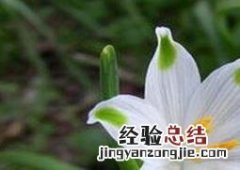 夏雪片莲的作用与功效 雪莲的主要功效与作用