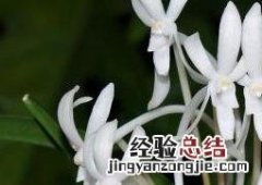 风兰的功效与作用及食用方法禁忌 风兰的功效与作用及食用方法