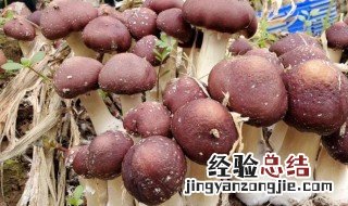 赤松茸要焯水吗多久 赤松茸要焯水吗