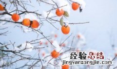 吊柿子吃了有什么好处 吊柿子的营养价值