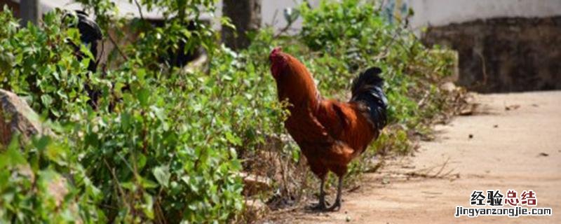 豆腐渣喂鸡禁忌 养鸡可以喂豆腐渣吗