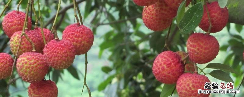 荔枝储存的正确方法 新鲜荔枝储存方法