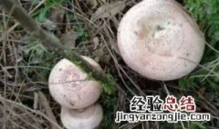 松菇怎么做好吃 松菇怎么做好吃视频