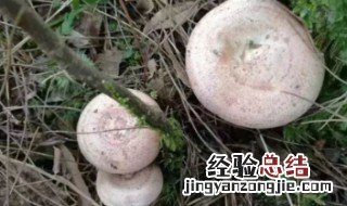 松菇怎么做好吃 松菇怎么做好吃视频