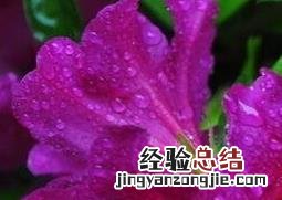 映山红的养殖方法 映山红的养殖方法和注意事项播报视频