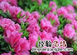 野生杜鹃花的养殖方法和注意事项有哪些 野生杜鹃花的养殖方法和注意事项