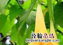 中药洋金花的功效与作用 洋金花的功效与作用