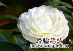 野生山茶花的栽种方法 野生山茶花的养殖方法和注意事项