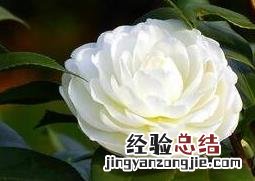 野生山茶花的栽种方法 野生山茶花的养殖方法和注意事项
