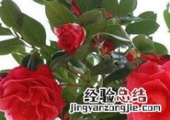 小山茶花的养殖方法 玉玲珑山茶花如何养殖