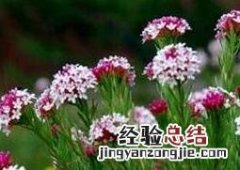 狼毒的功效与作用 狼毒的功效与作用图片