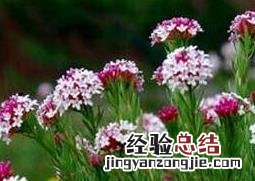 狼毒的功效与作用 狼毒的功效与作用图片