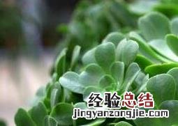 玉龙观音如何养殖的 玉龙观音如何养殖