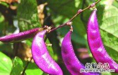 扁豆的营养价值 扁豆的营养价值和药用价值