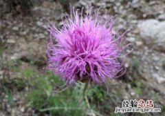 大蓟的营养价值