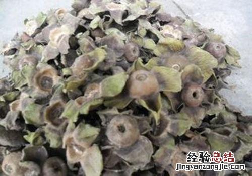 柿蒂的营养价值