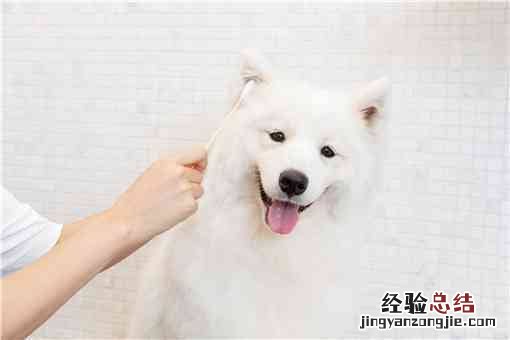 中国冠毛犬多少钱一只 中国冠毛犬幼犬图片