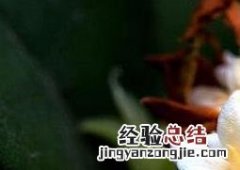 银桂花的养殖方法和注意事项 银桂花怎么养