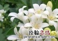 如何养夜来香盆栽 夜来香的盆栽养殖方法和注意事项