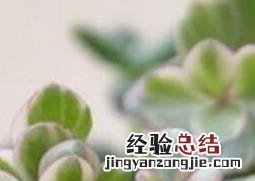 雅乐之舞的养殖方法和注意事项 雅乐之舞的养殖方法和注意事项冬季