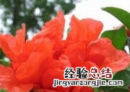 石榴花如何养殖 石榴花如何养殖方法