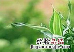 盆栽幸运竹怎么养 幸运竹的养殖方法和注意事项