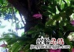 蟹爪兰如何养殖 蟹爪兰的养护