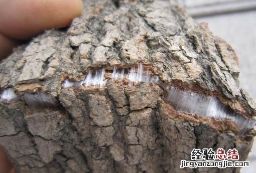 杜仲雄花茶的作用与功效 杜仲