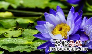 埃及蓝睡莲的护肤功效 埃及蓝睡莲花致幻