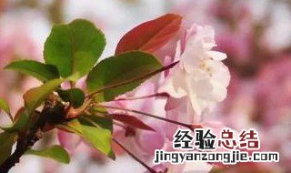 桃树花期怎么管理 桃树花期的如何管理