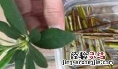 柳树枝泡水能生根吗 柳树枝泡水能生根吗有毒吗