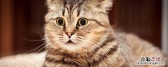 武汉有领养猫的地方嘛 武汉哪个公园有猫可以领养的