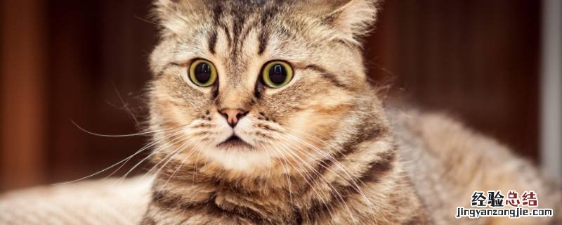 武汉有领养猫的地方嘛 武汉哪个公园有猫可以领养的